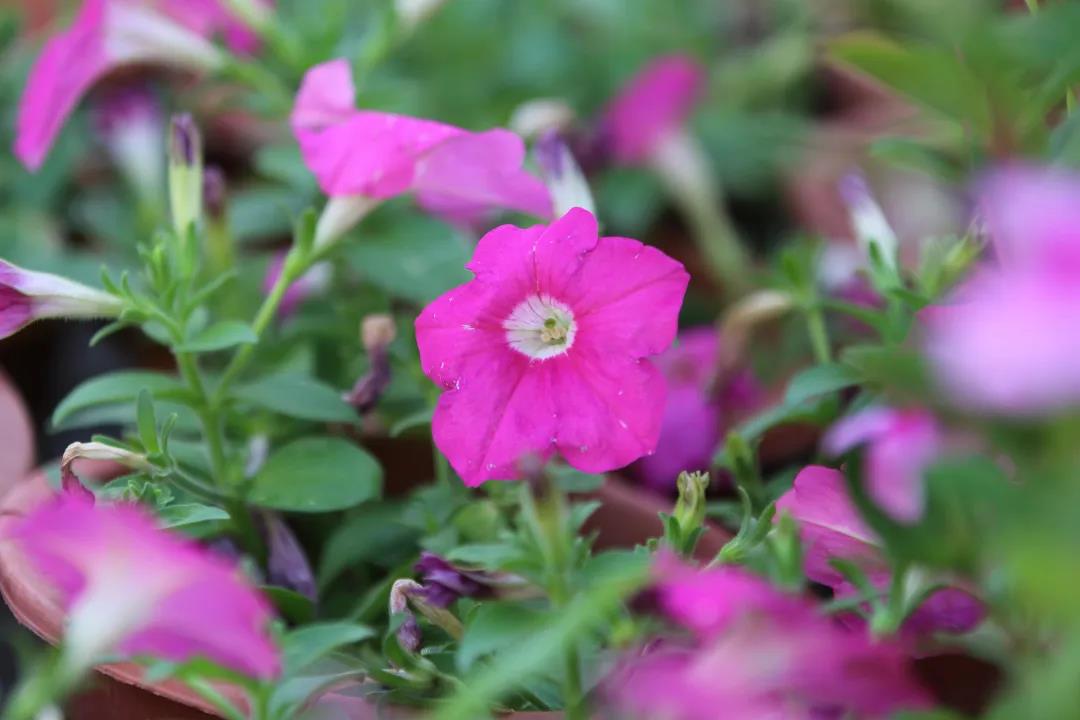 微信圖片_20200326094156 微信圖片_20200326094156