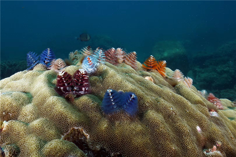 蜈支洲島海底圣誕樹(shù)（3）