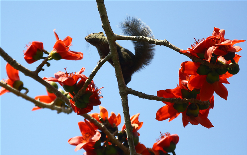 2月19日，一只小松鼠三亞南山文化旅游區內的盛開的木棉花上享受“花蜜大餐”
