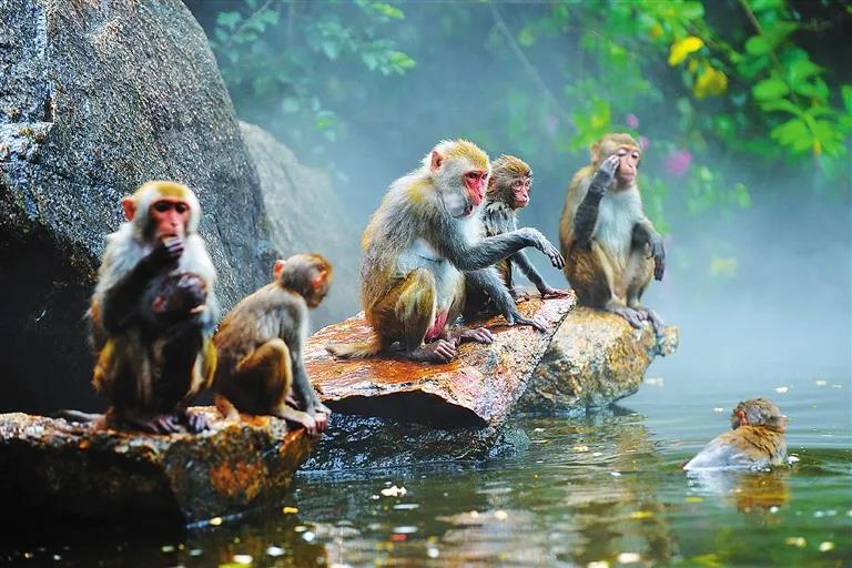 海南南灣猴島生態旅游區1