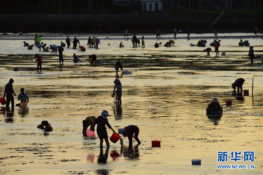 #（社會）（1）海南瓊海：趕海拾貝
